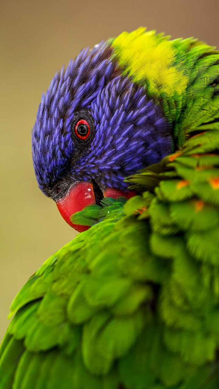beautiful parrot