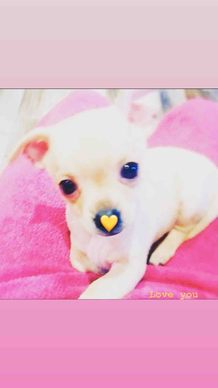 Miele, my chihuahua 3 months old