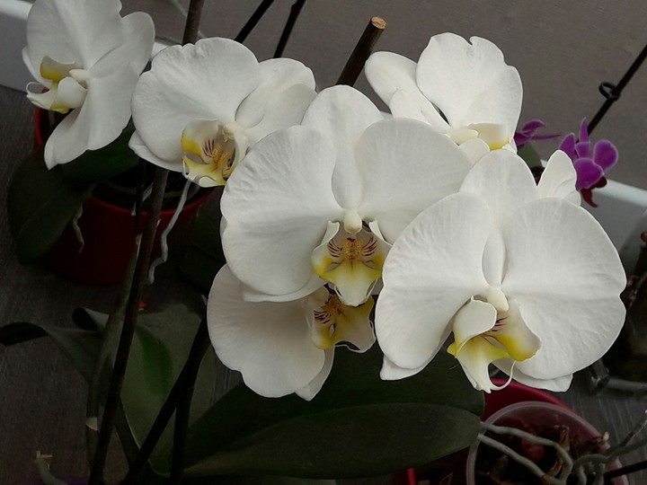 orchidée