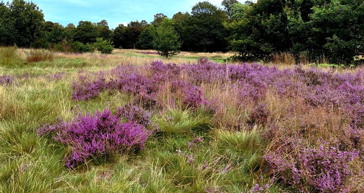 outstanding heather