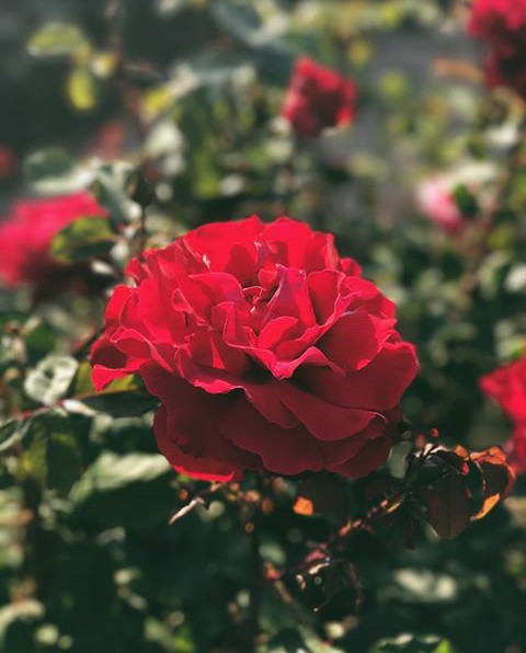 Rose