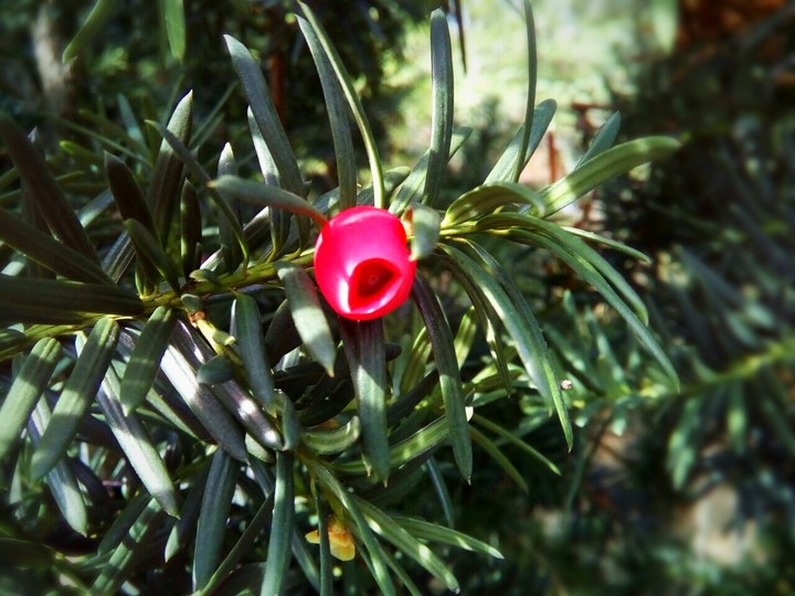 yew-el
