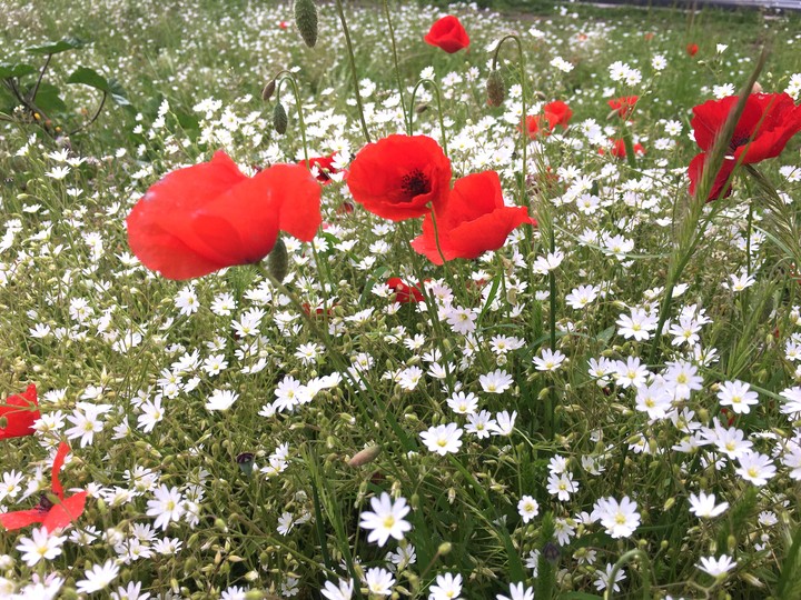 poppies