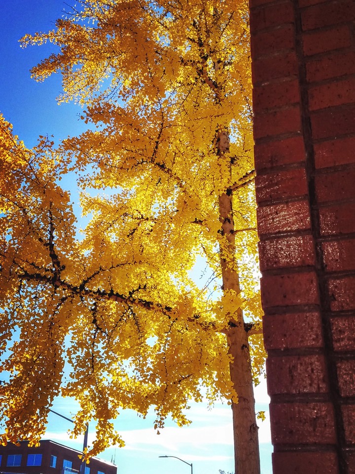 fall downtown!