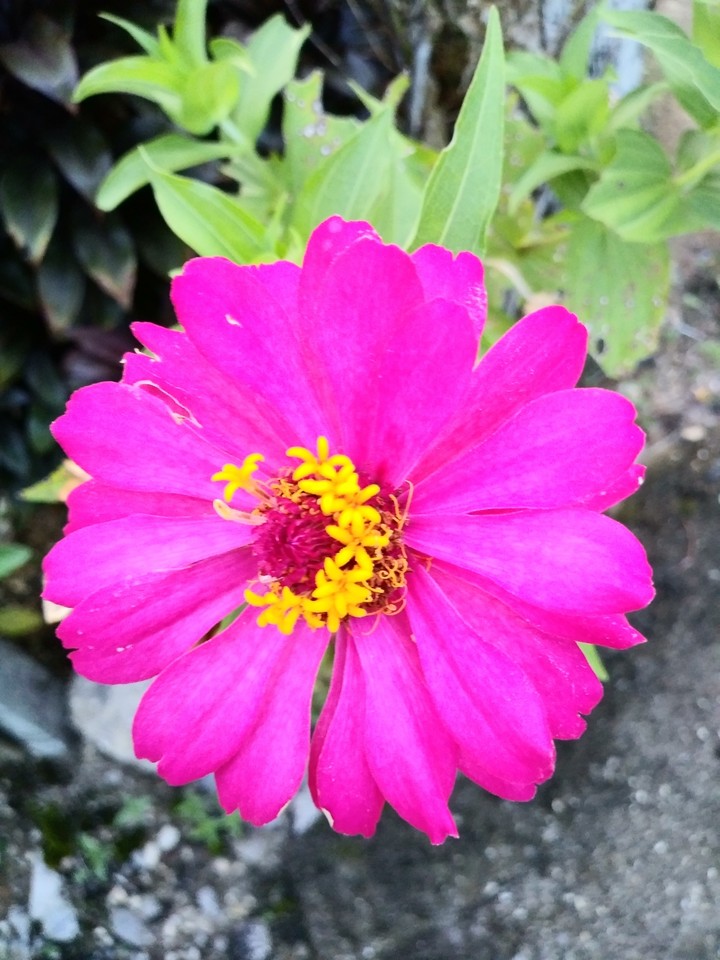 beauty flower