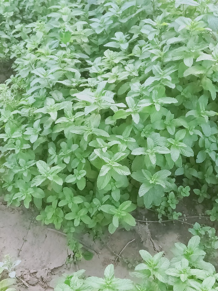 mint