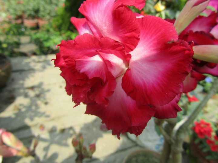 red flower