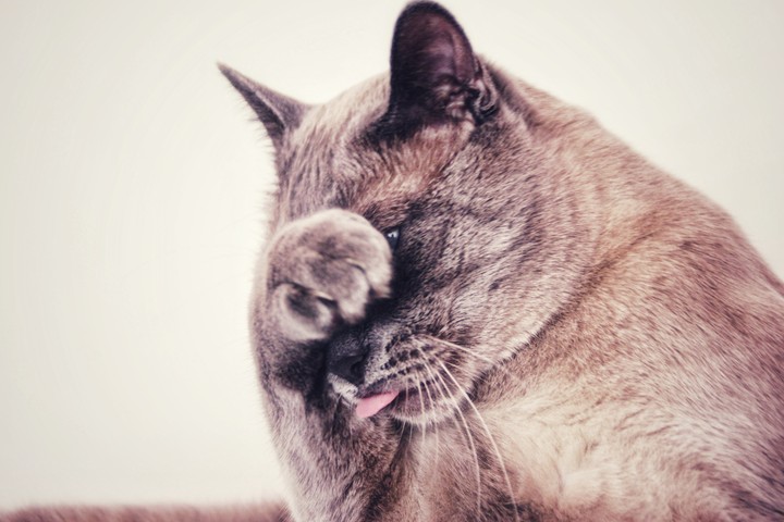 cat