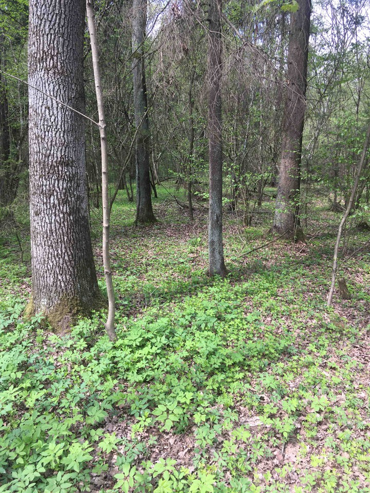 Forest