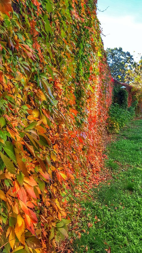 Autumn