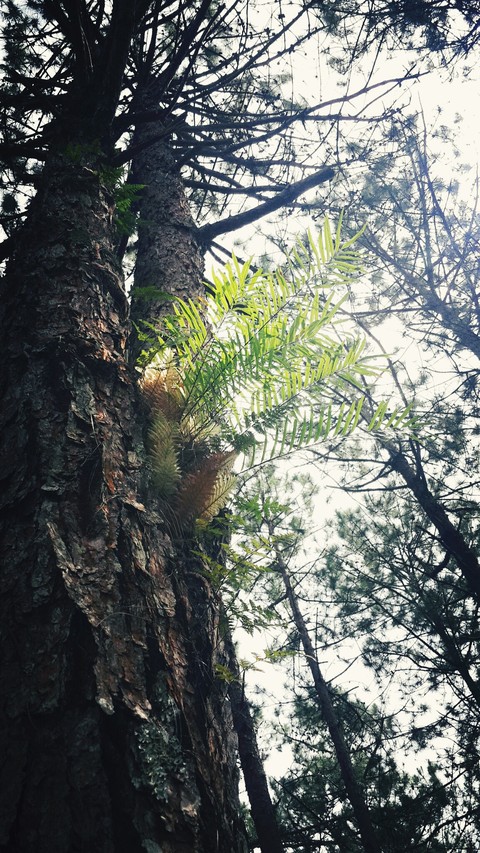 fern