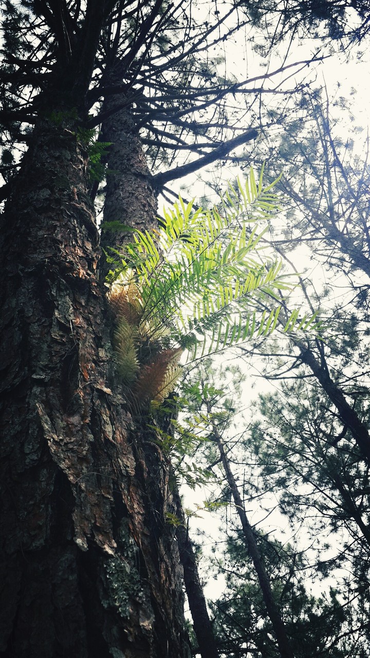 fern
