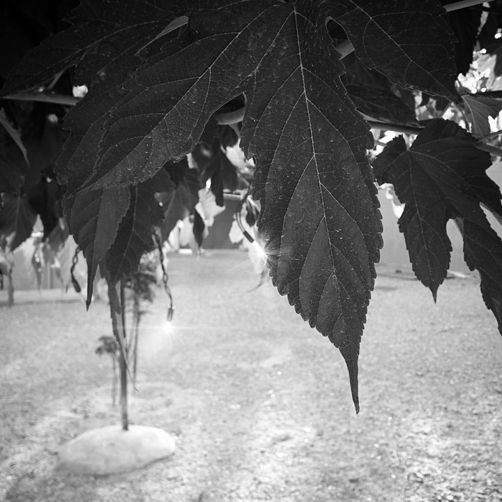 luz,, Blanco y negro
