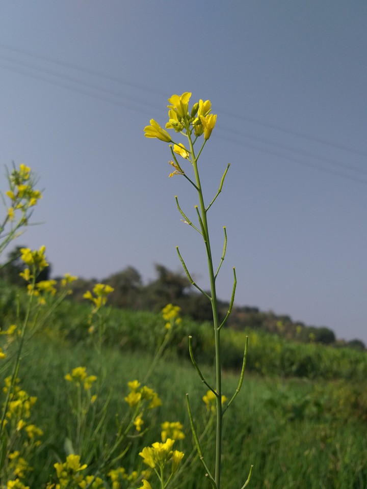 flower
