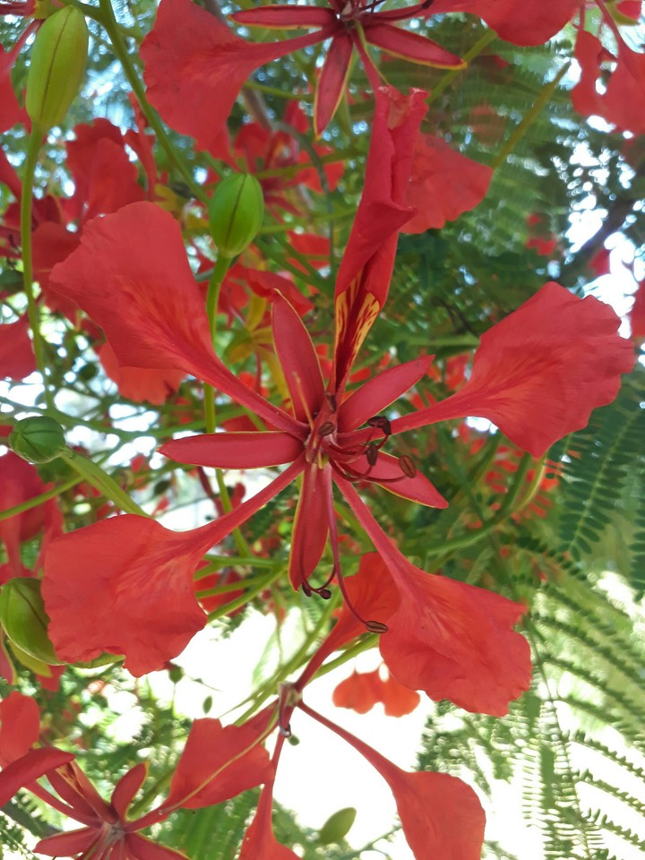flower