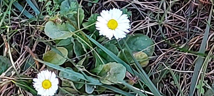 Gänseblümchen