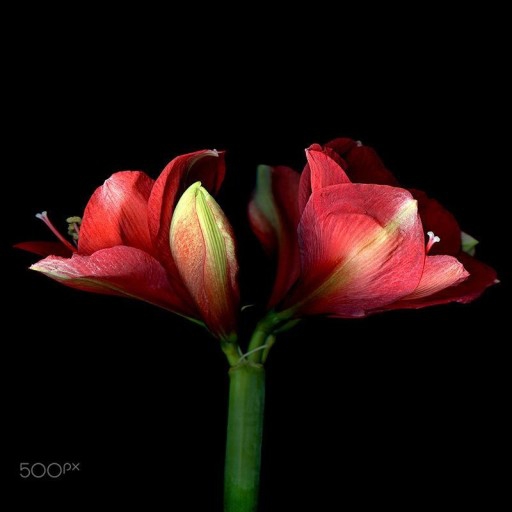 red flowers