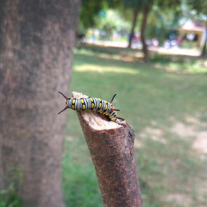 insect