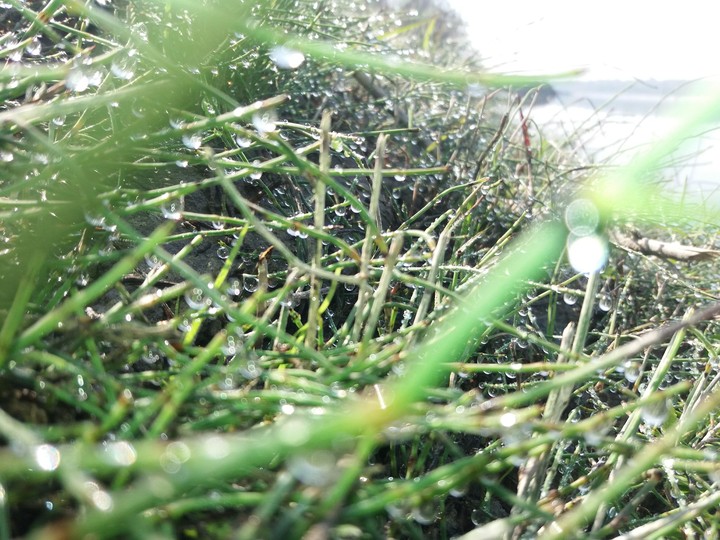 Drops