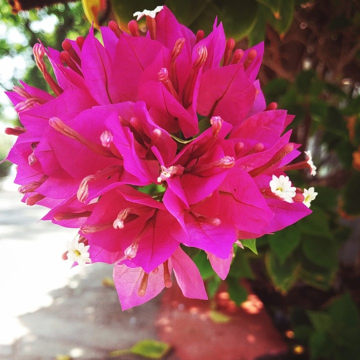 beauty of nature