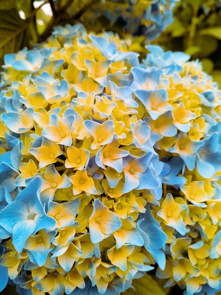 love flowers ❤