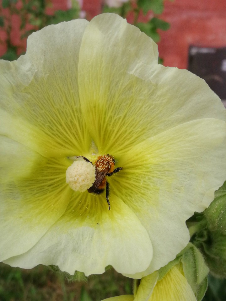 bumblebee in flower