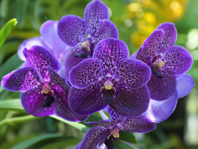 orchid
