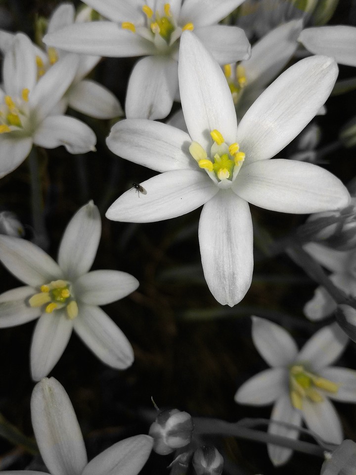 flowe