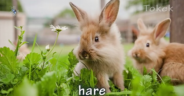 cute hare