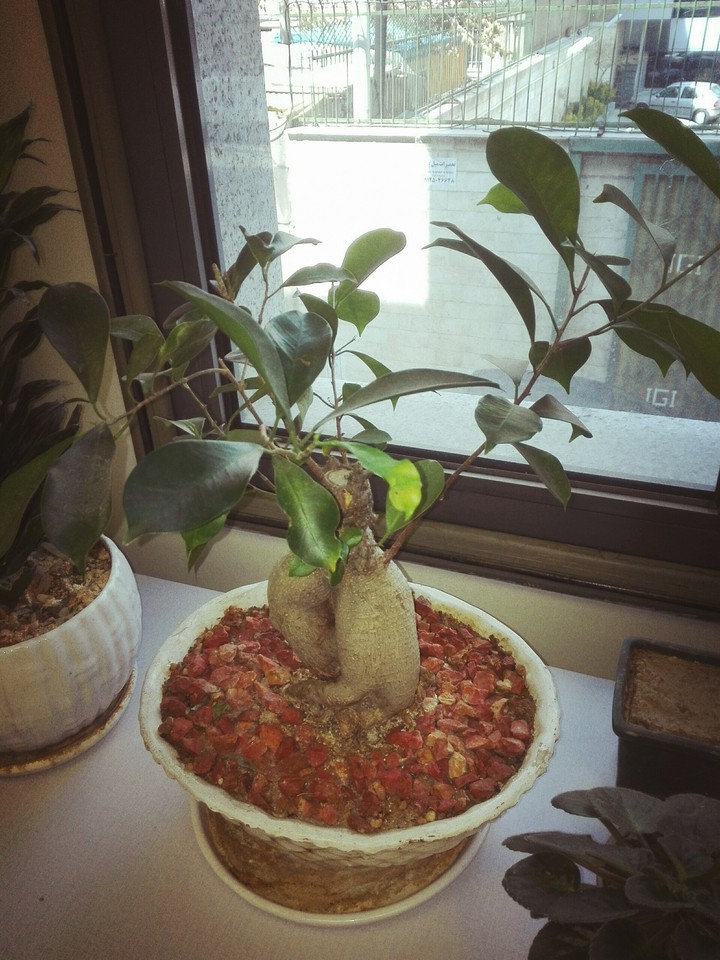 bonsai