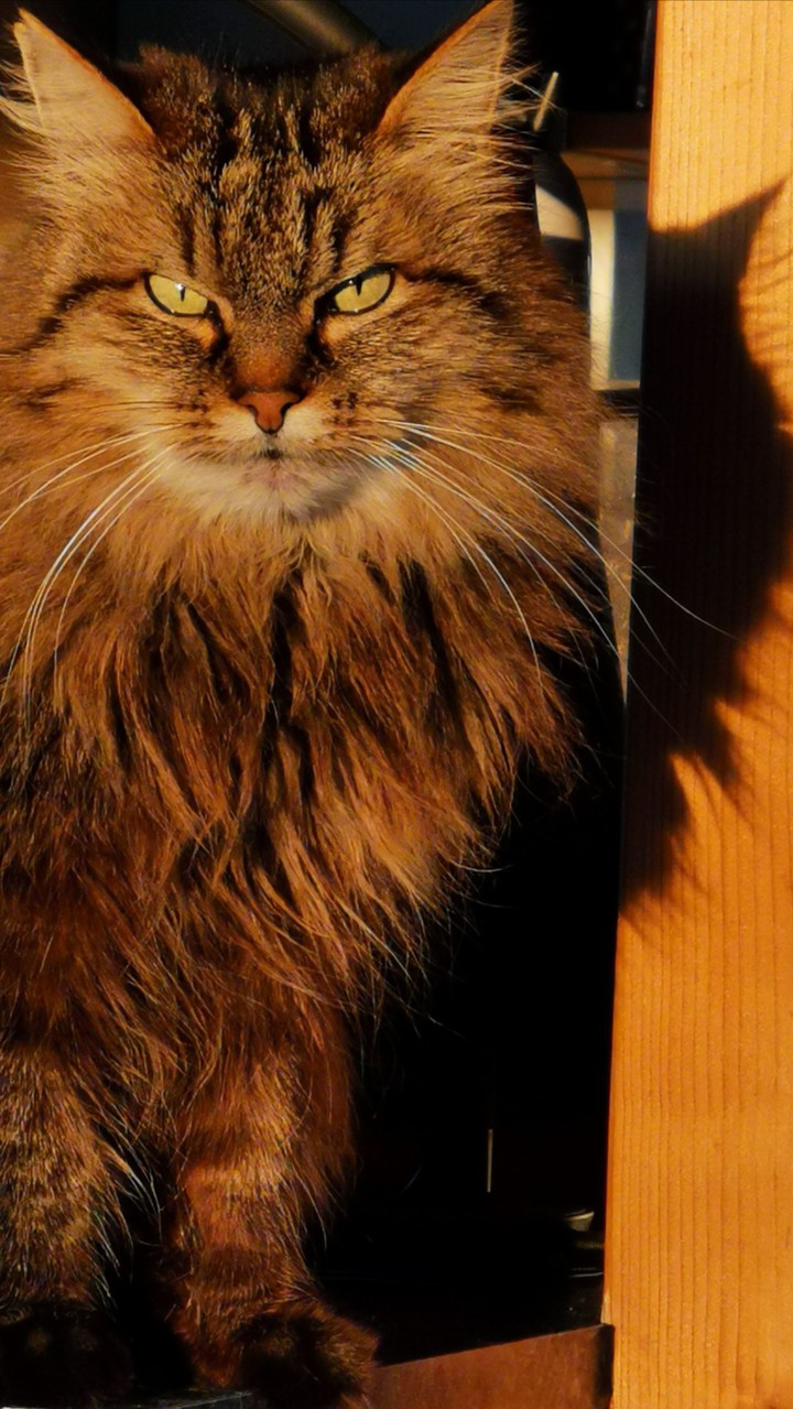 Nala my cat
