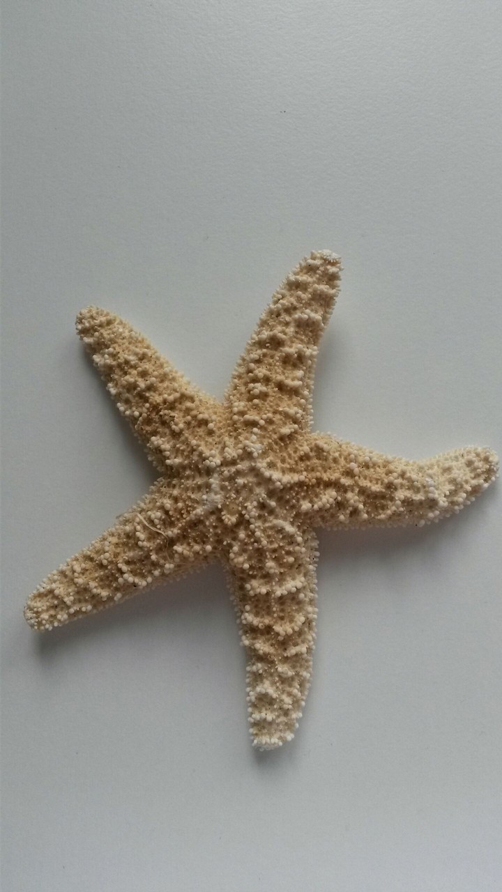 Seestern
