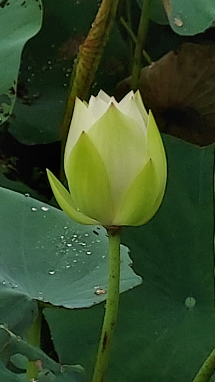 Lotus