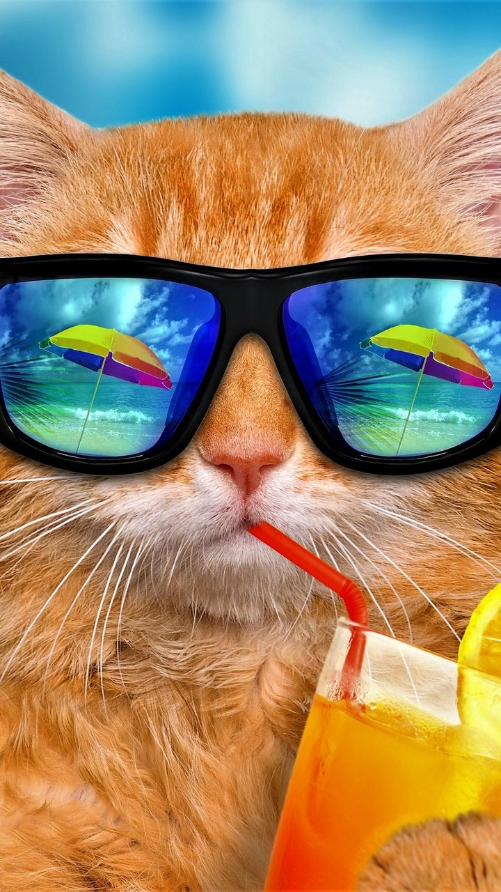 chat