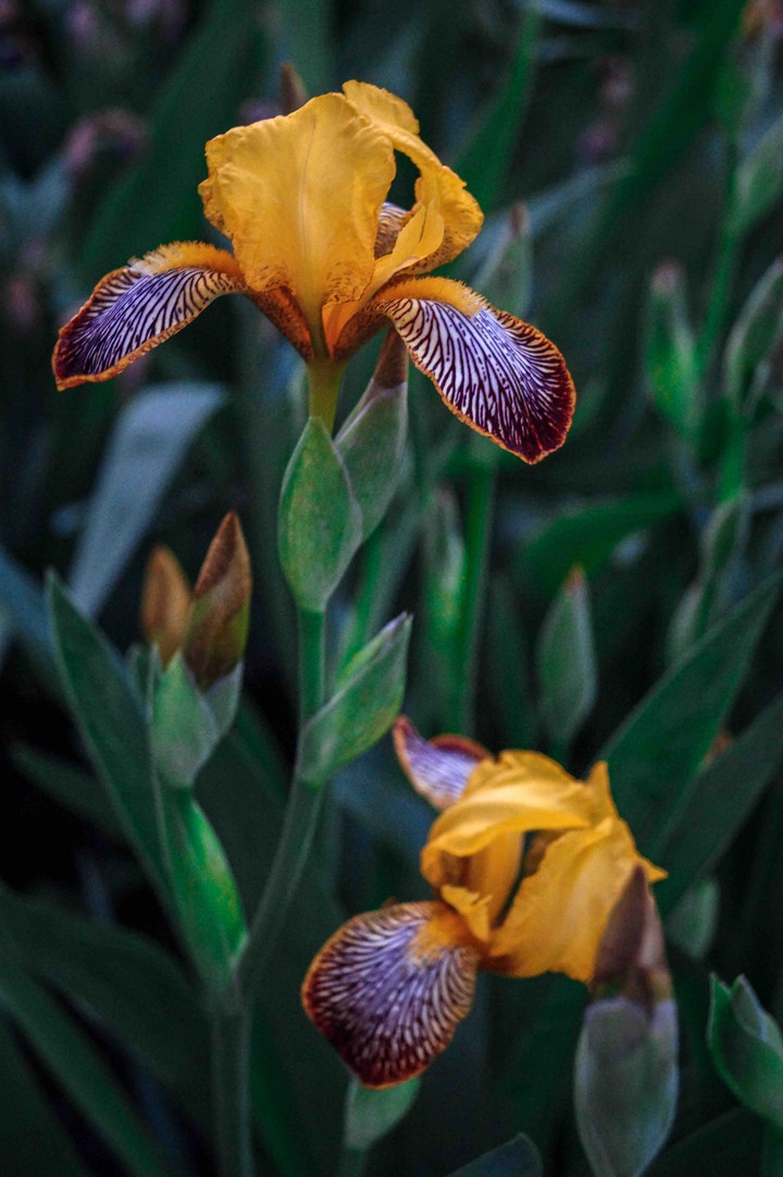 irises