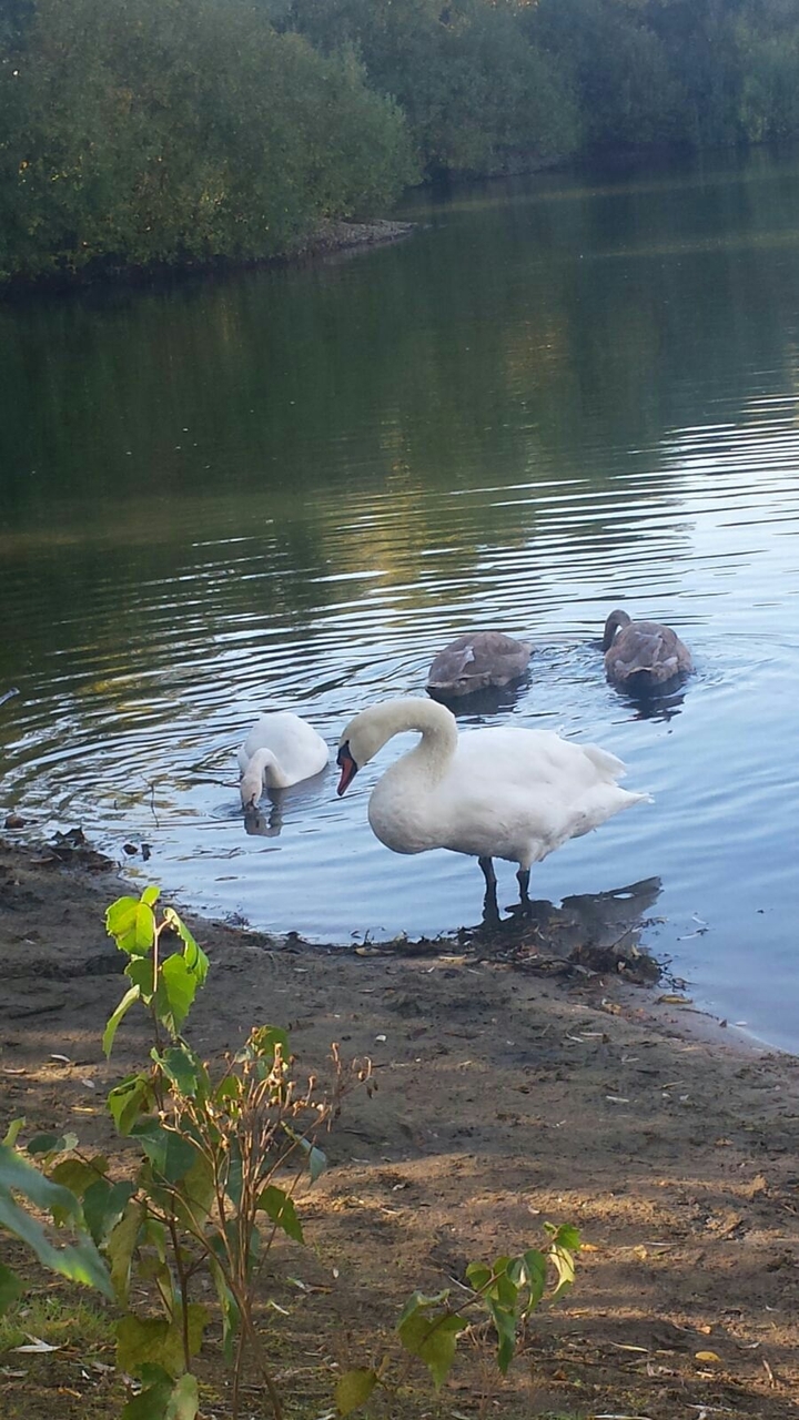 #waterbird#swan