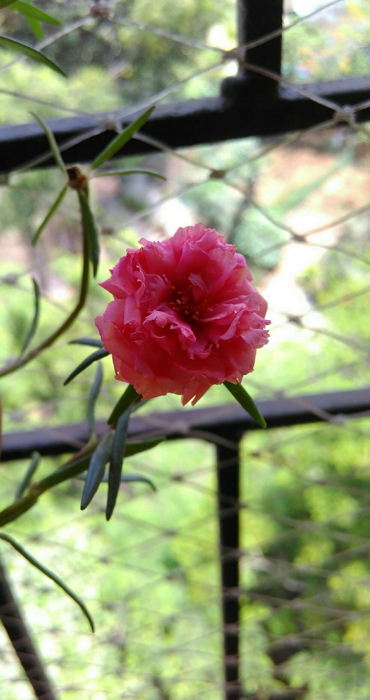 table rose