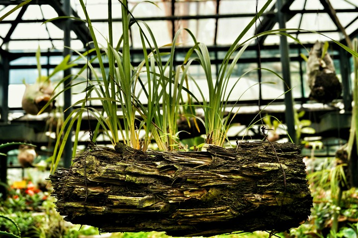 grass on wood