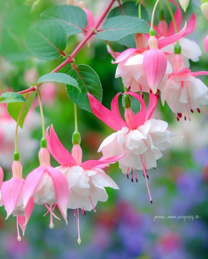 Instagram: 2aprell
