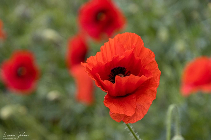 Poppy