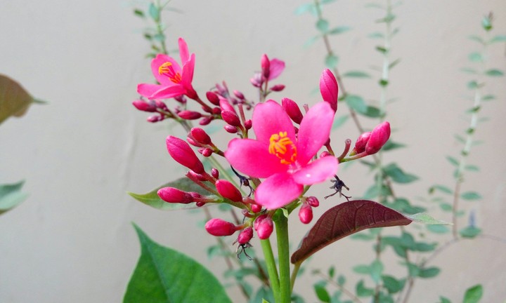 flowers