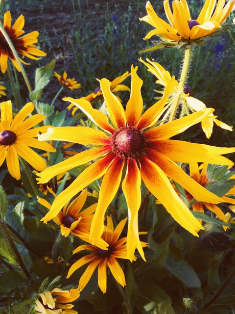 flowers