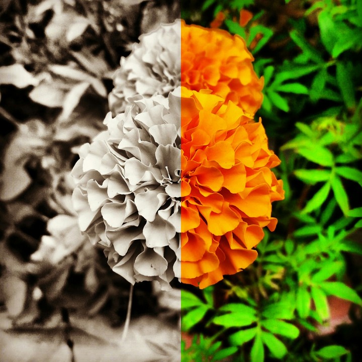 #Flower #edit