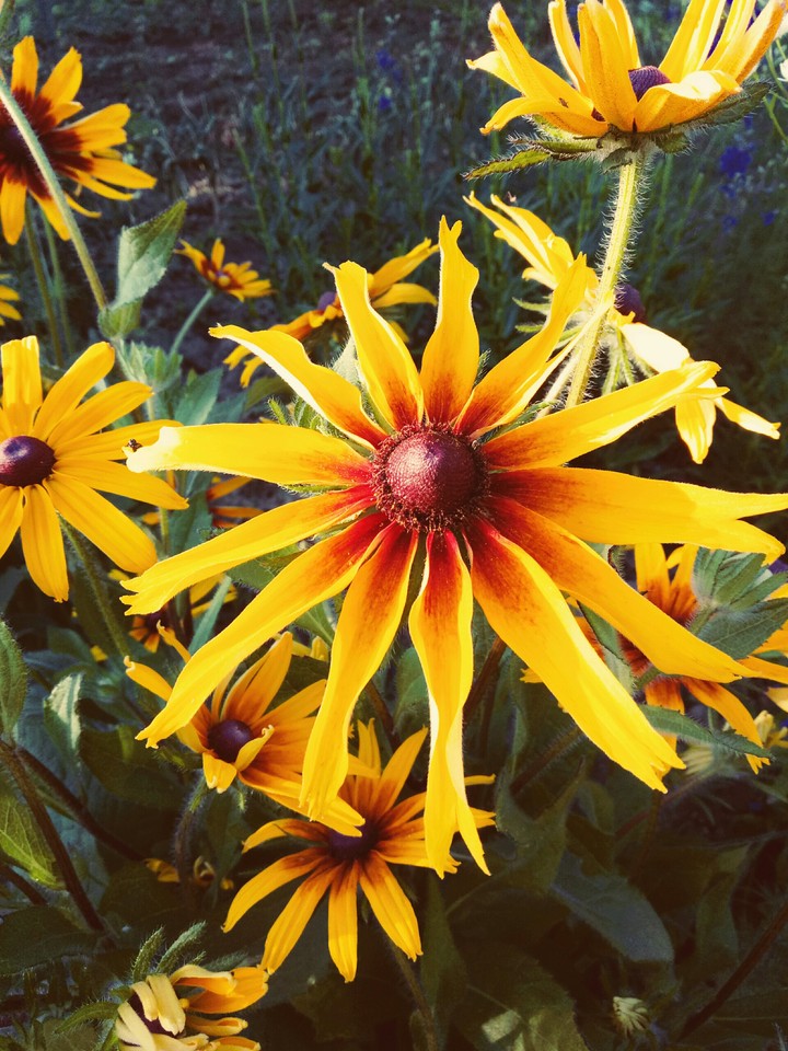 flowers