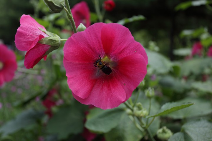 Plant