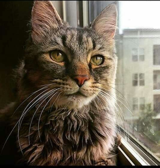 cat