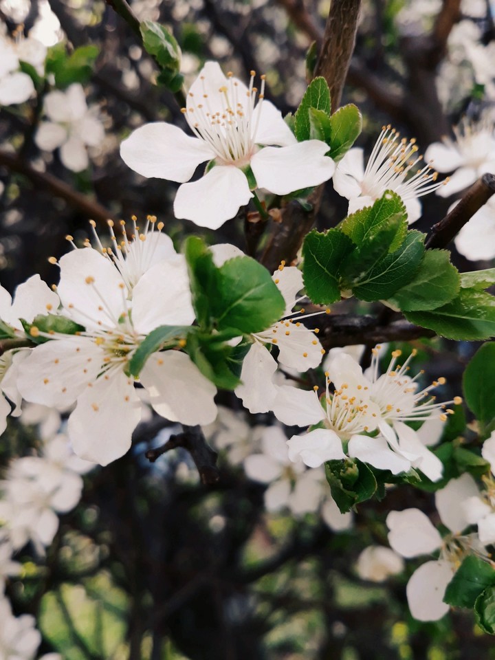 flowering tree