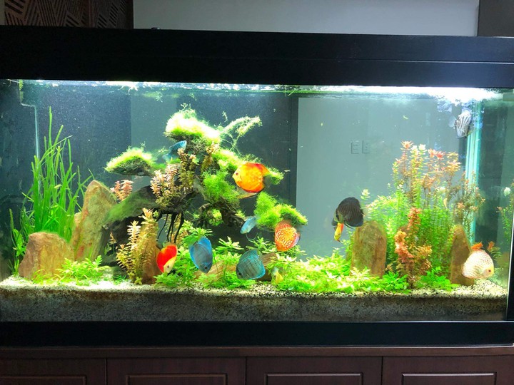 Aquatic aquariums