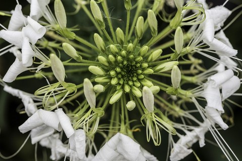 тапети flower, Pollen