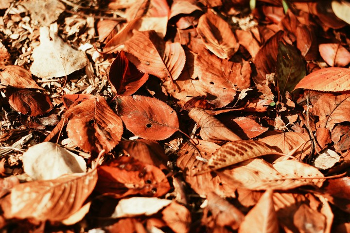가을.단풍.낙엽.autumn.leaves